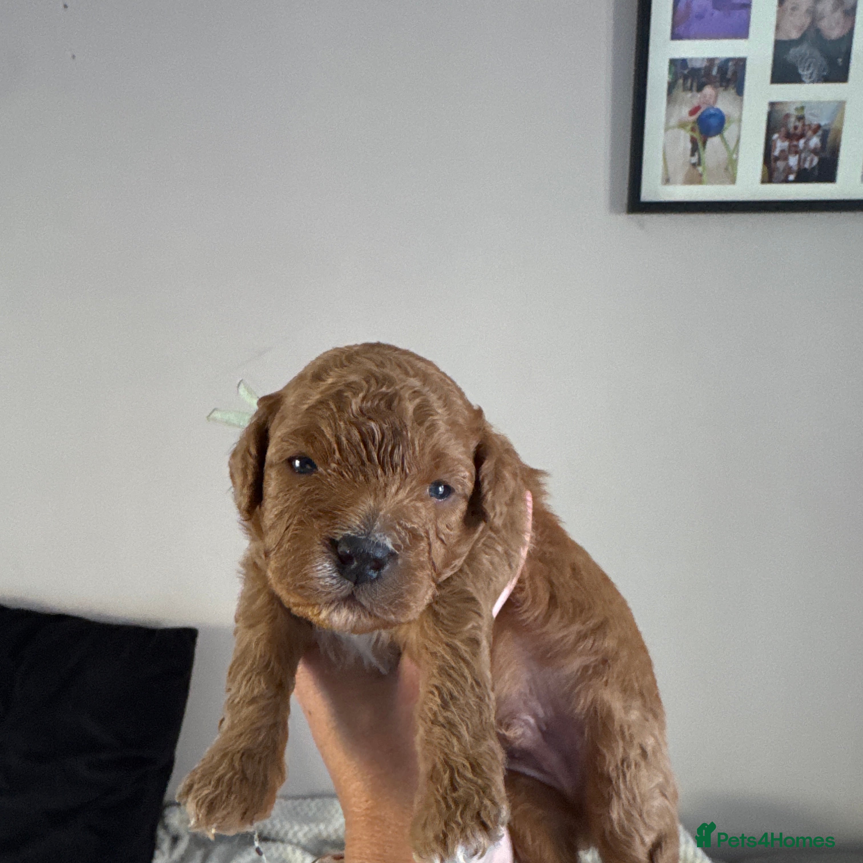 Cavapoo dogs Fully health checked, family raised Cavapoos - Advert 2