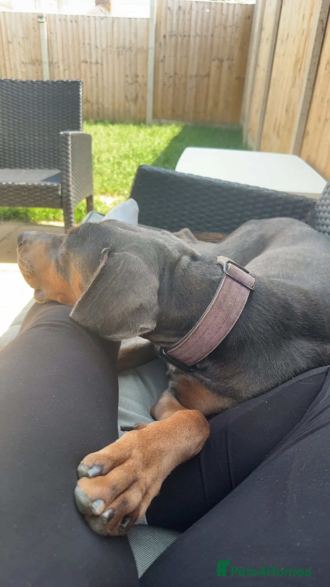 Dobermann dogs for sale: Female blue Doberman  - Advert 15