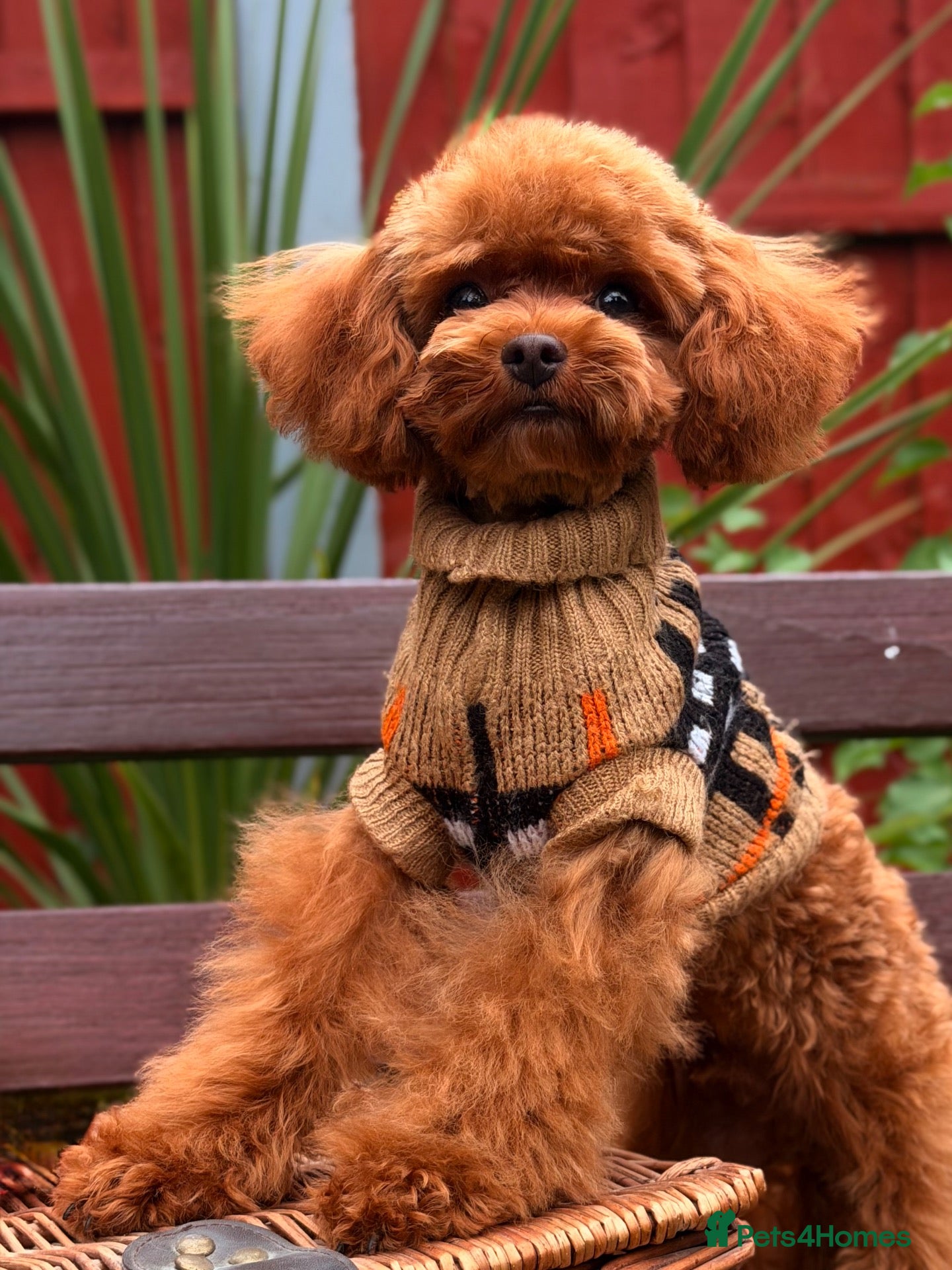 Toy Poodle dogs Asian Poodle, Boy 💙, true to size breed  - Advert 2