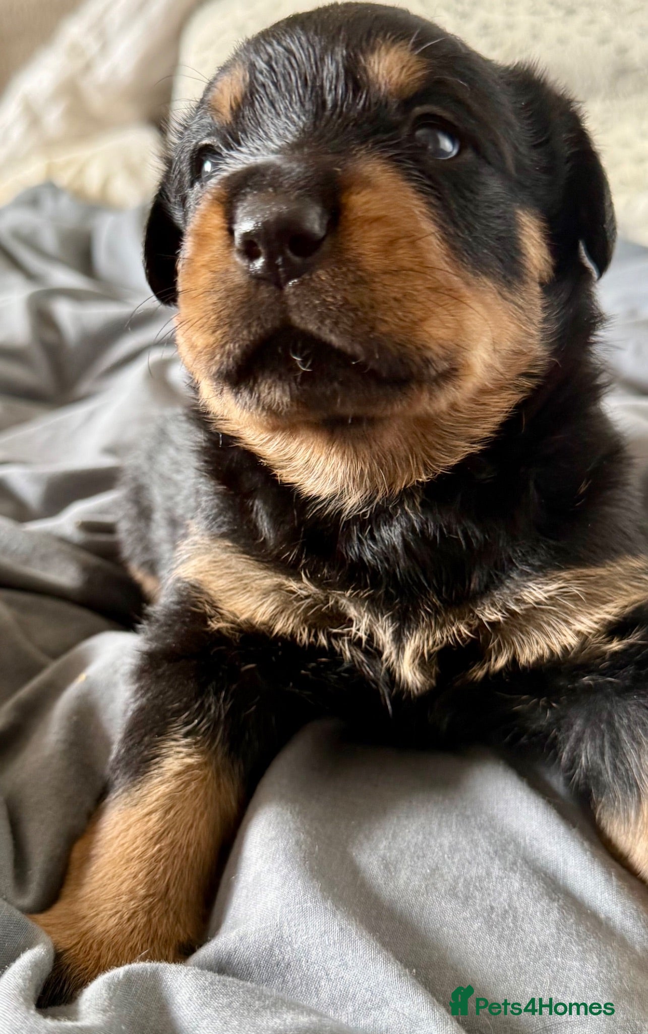 Rottweiler dogs Gorgeous Rottweiler puppies available  - Advert 6