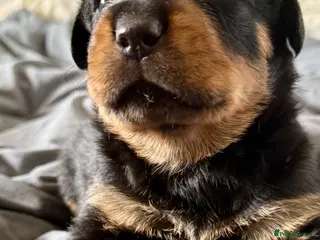 Rottweiler dogs Gorgeous Rottweiler puppies available - Advert 6