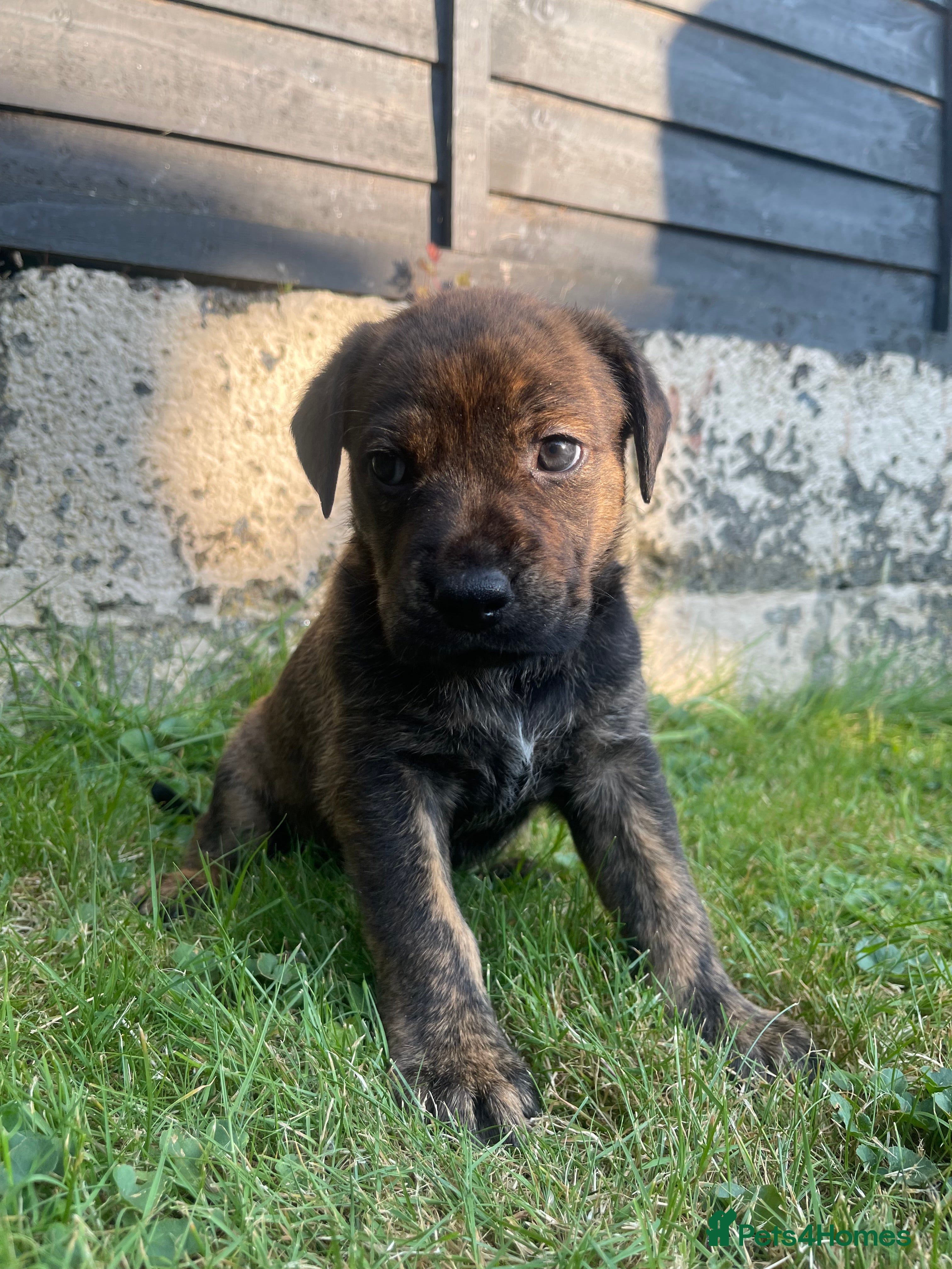 Mixed Breed dogs One of a kind PUPPIES mixed breed  - Advert 2
