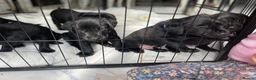 Labrador Retriever dogs for sale: labrador puppies - Advert 3