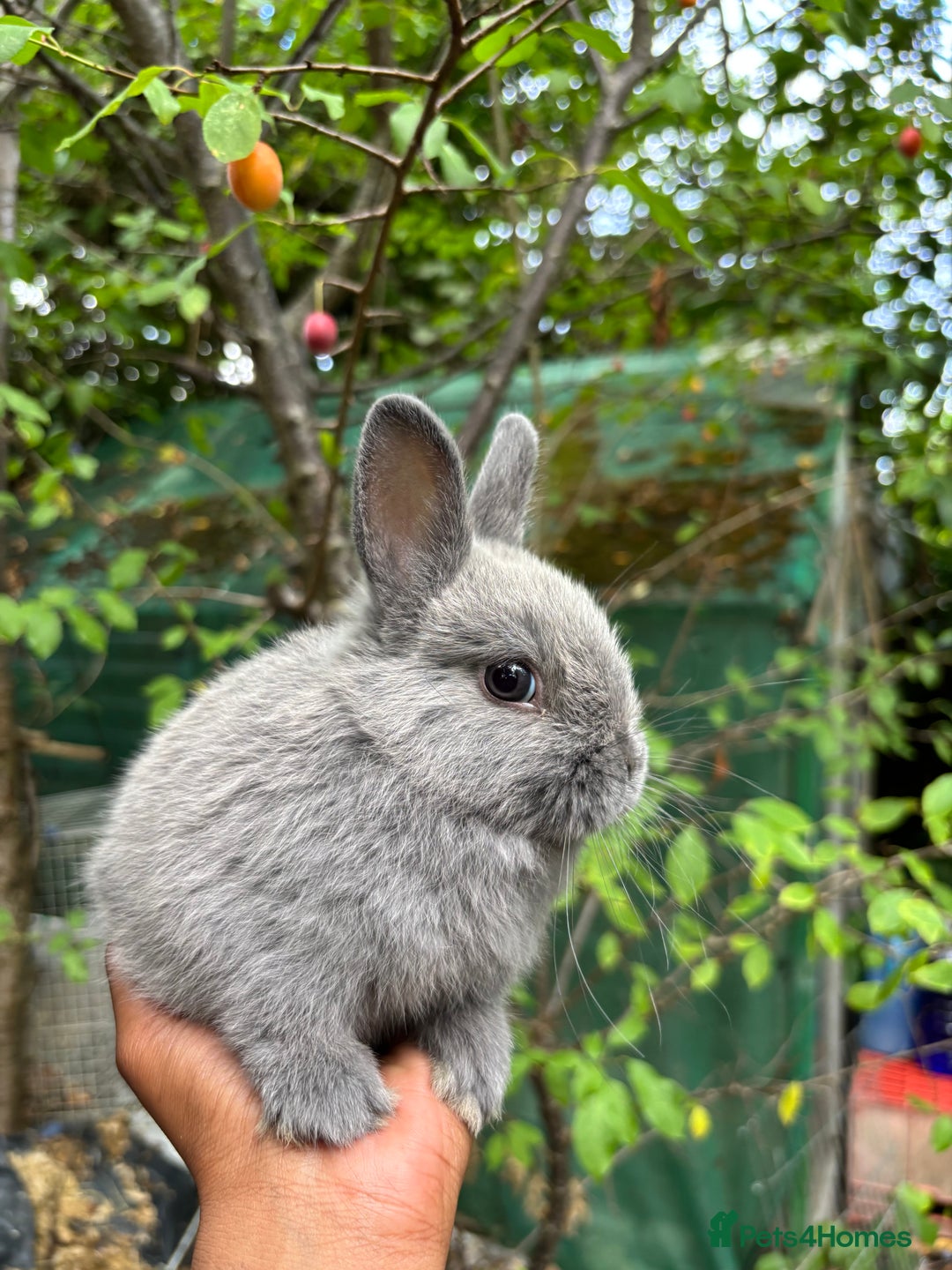 Netherland Dwarf rabbits for sale: Pure bred netherland dwarf ready to reserve  - Image 3