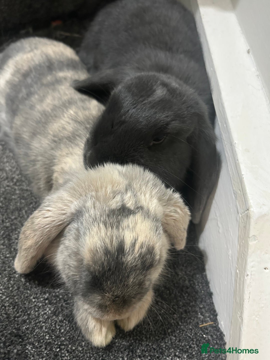 Mixed Breed rabbits for sale: Two sisters looking for a new home  - Advert 1