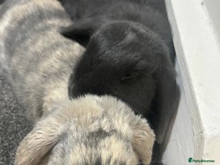 Mixed Breed rabbits Two sisters looking for a new home - Advert 6