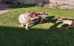 German Shepherd dogs for sale: Straight back gsd puppies  - Image 17