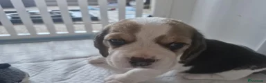 Millie
