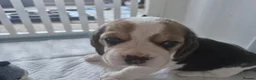 Beagle dogs for sale: Champion sired beagles KC reg & DNA health tested - Advert 9