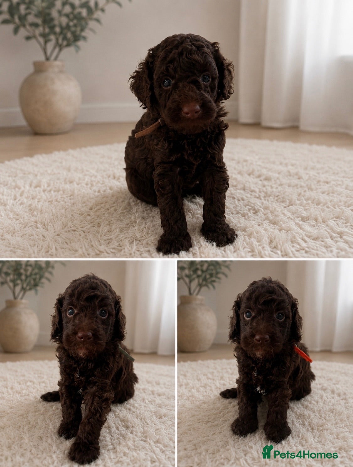 Miniature Poodle dogs 🤎 BEAUTIFUL CHOCOLATE MINIATURE POODLE BOYS 🤎 - Advert 13