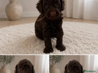 Miniature Poodle dogs 🤎 BEAUTIFUL CHOCOLATE MINIATURE POODLE BOYS 🤎 - Advert 13