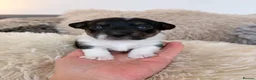 Jack Russell dogs for sale: Miniature Jack Russell Puppies  - Advert 8