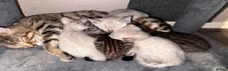 Bengal cats for sale: Silver, Snow Lynx & Brown Rosette Bengals in Crawley - Advert 9