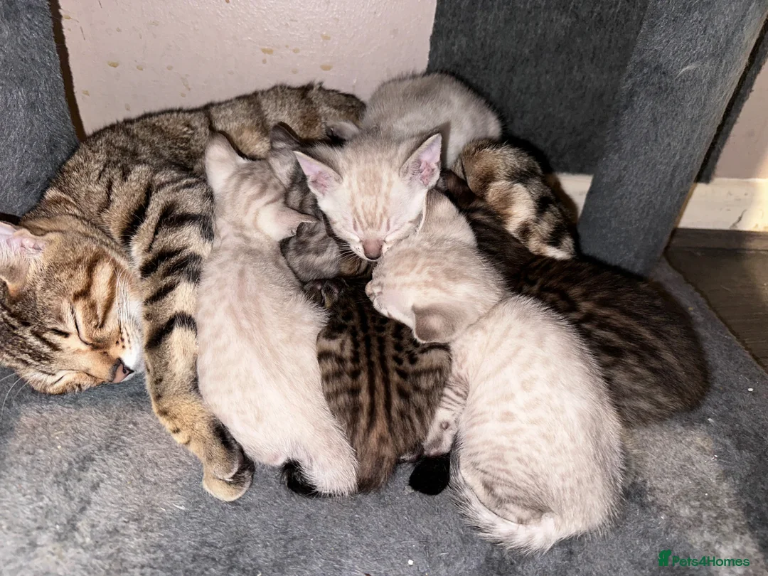 Bengal cats for sale: Silver, Snow Lynx & Brown Rosette Bengals in Crawley - Advert 9