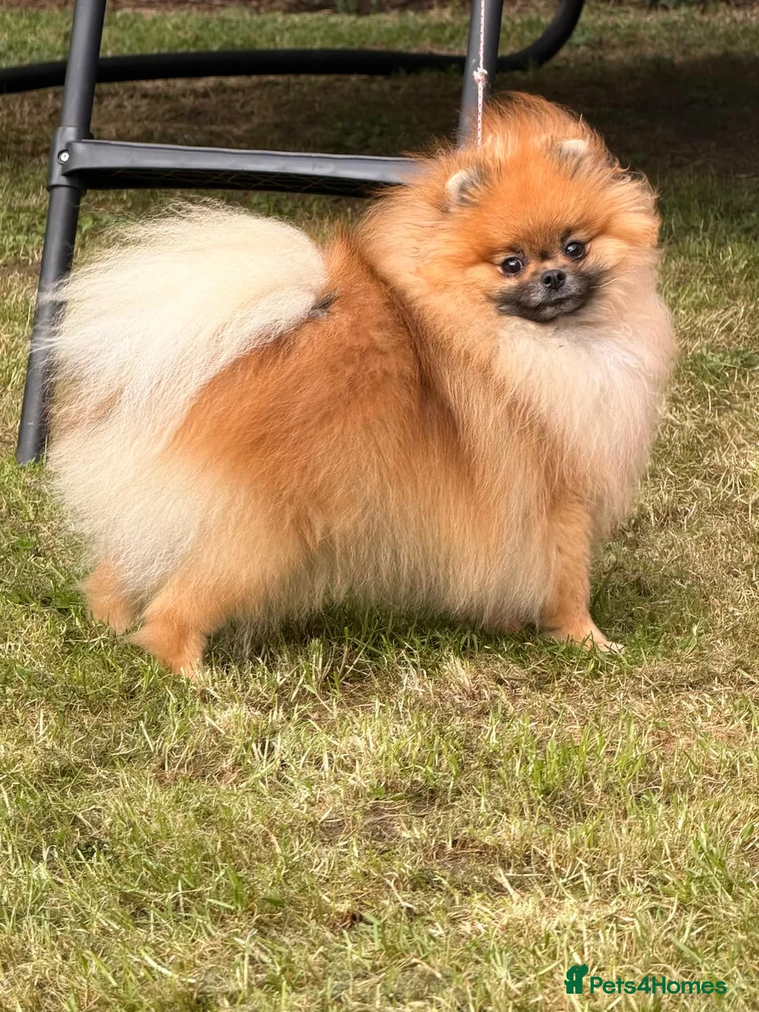 Pomeranian dogs for sale: Female pomeranian  - Advert 2