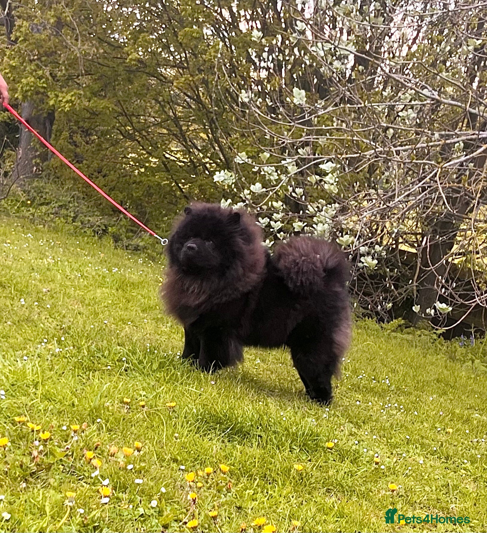 Chow Chow dogs for sale: Kc Registered chowchow pups - Advert 8
