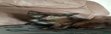 Mixed Breed 2