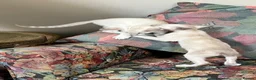 Siamese cats for sale: A litter of 3 beautiful Siamese kittens  - Advert 9