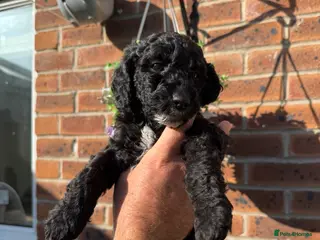 Cockapoo dogs Cockapoo Puppies - Cheshire - Advert 5