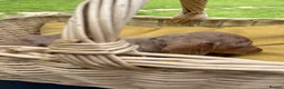 Miniature Dachshund dogs for sale: Mini Dachshund puppies  - Advert 4