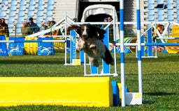 Sprocker dogs for sale: My sweet peas SPECIAL indeed x - Image 32