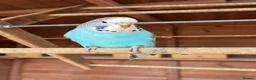 Budgerigars birds for sale: Baby Budgies in Bexhill-on-Sea - Advert 5