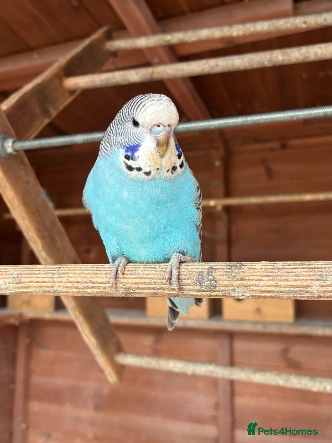 Budgerigars birds for sale: Baby Budgies in Bexhill-on-Sea - Advert 5