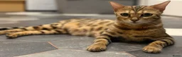 Mixed Breed cats for sale: Gorgeous little cartoon boy  - Advert 1