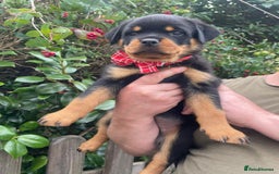 Rottweiler dogs for sale: Falconsnest blood line in Blackpool - Image 22