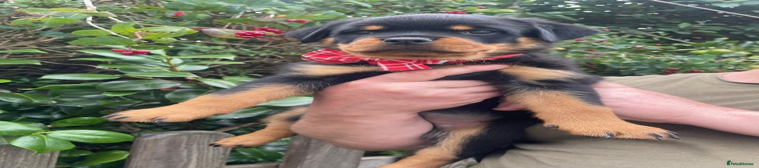 Rottweiler Puppy 7
