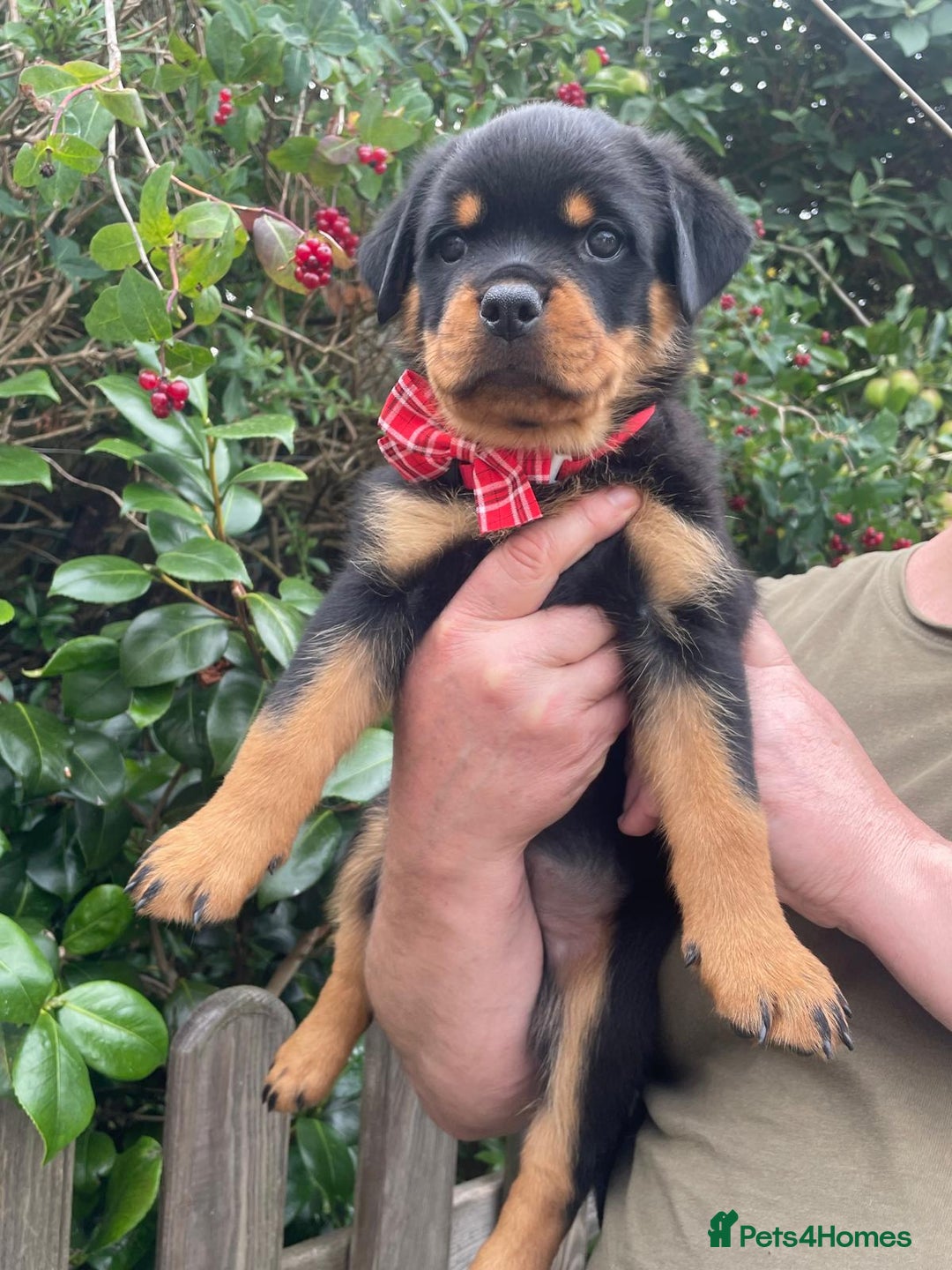 Rottweiler dogs for sale: Falconsnest blood line in Blackpool - Image 22