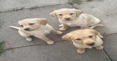 Labrador Retriever dogs - Advert 5