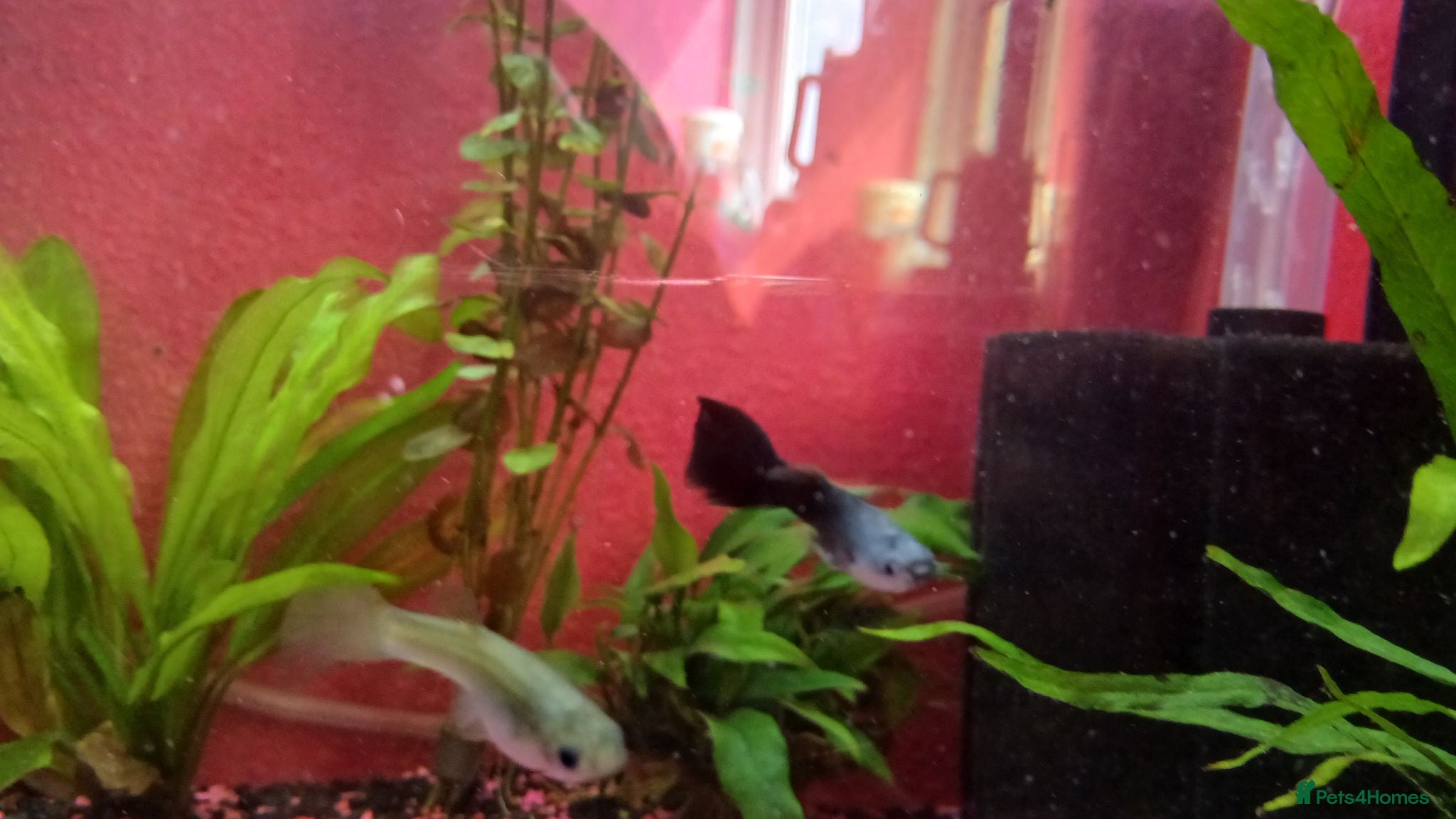 Live Bearers fish 4 female guppies and 1 male guppy - Advert 4