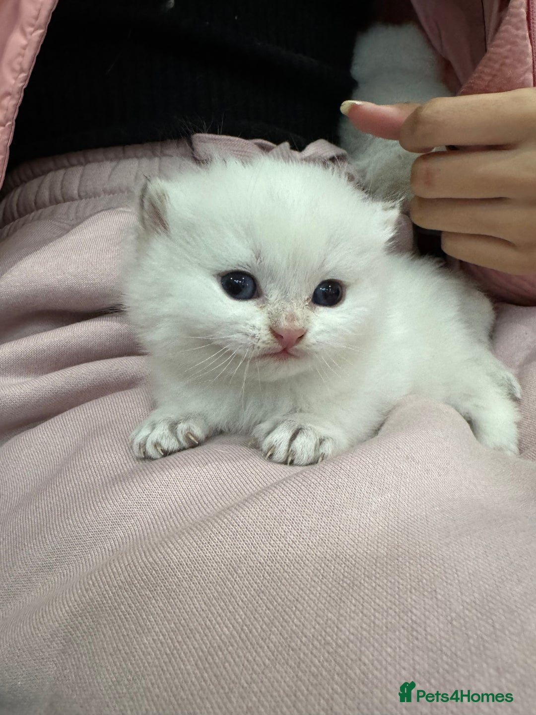 British Shorthair cats for sale: ❤️ White, gold tipped British shorthairs ❤️ in Slough - Image 3