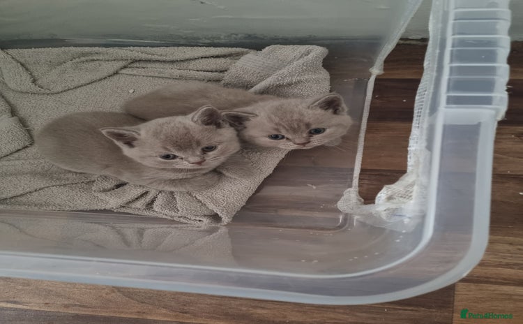 British Shorthair cats - Advert 5