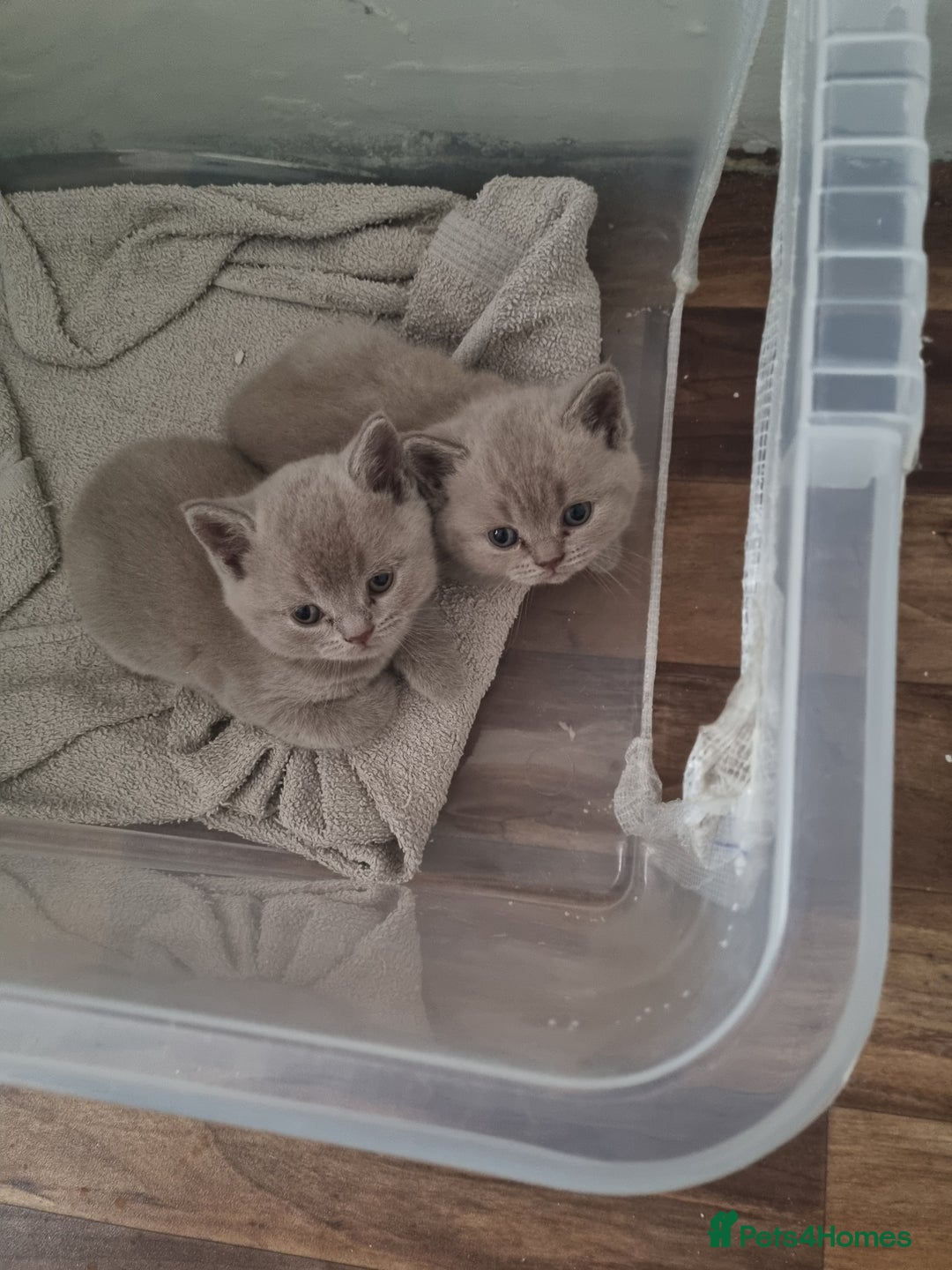 British Shorthair cats for sale: British short hair kittens for sale - Image 1