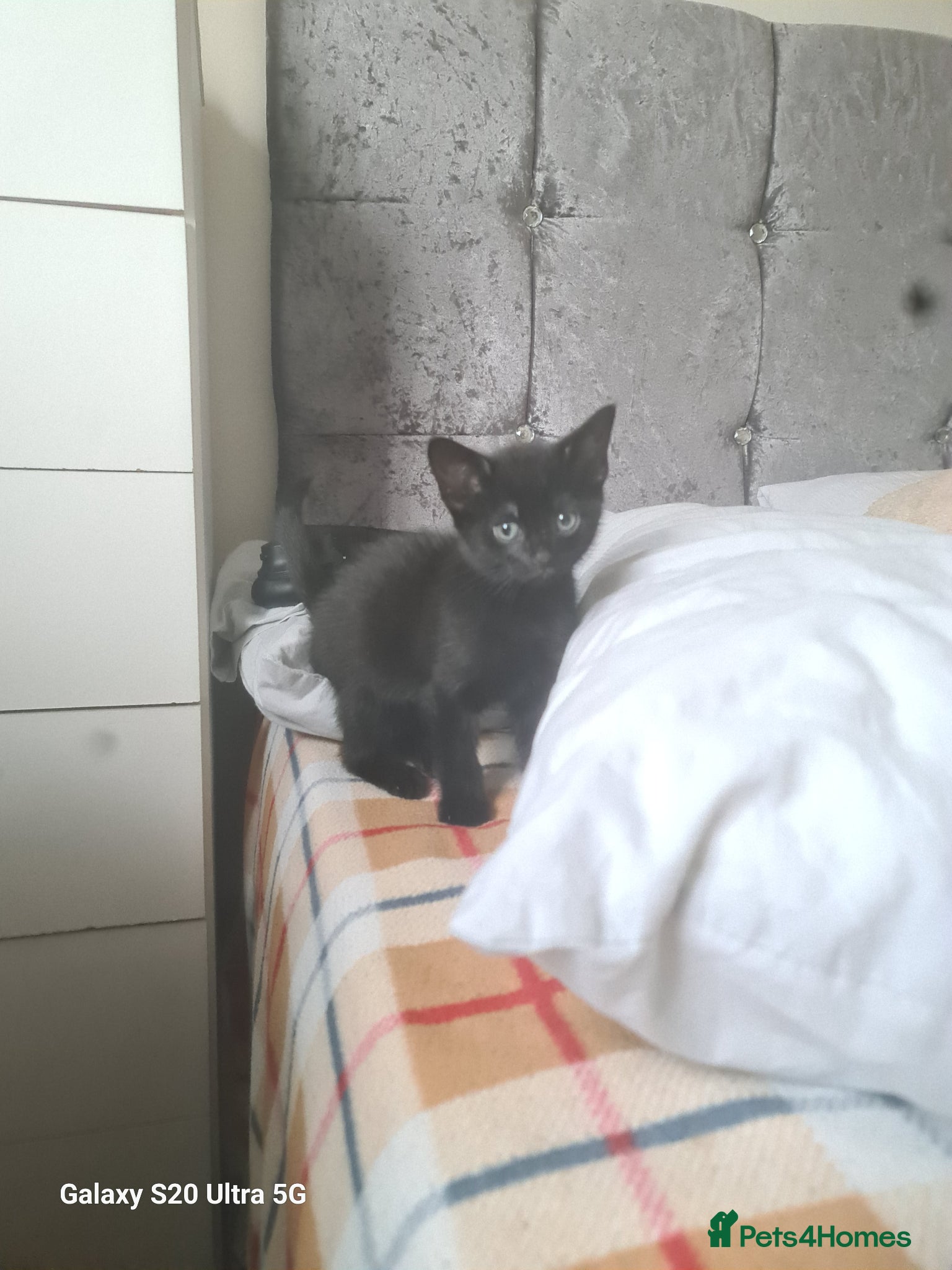 Mixed Breed cats British shorthair  - Advert 15