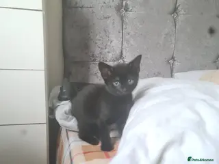 Mixed Breed cats British shorthair - Advert 15