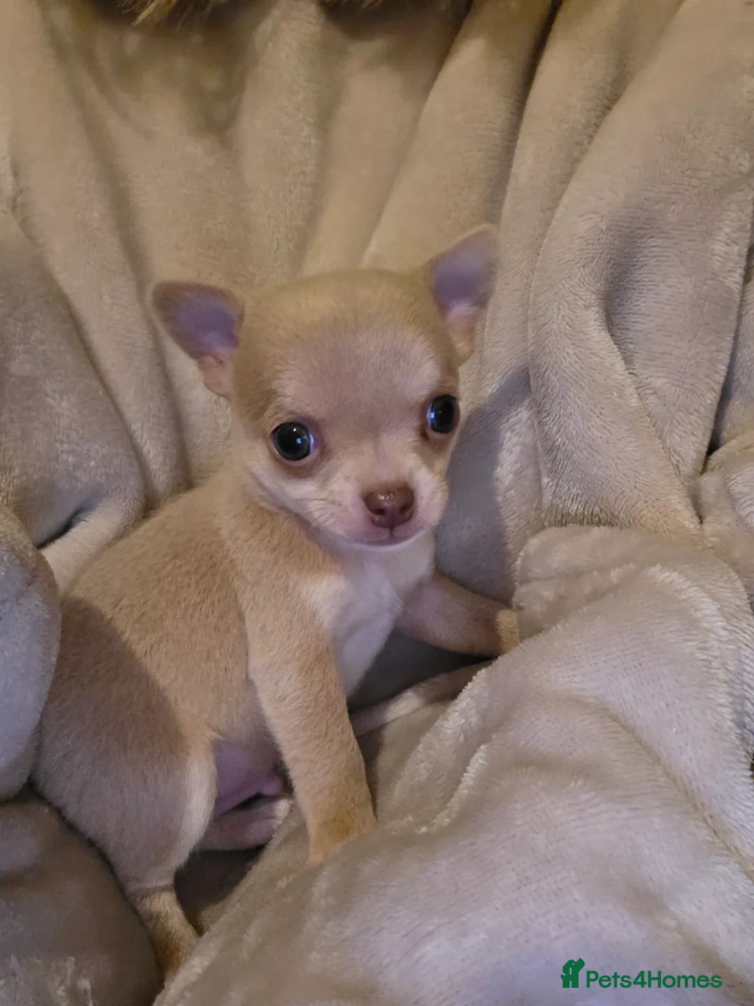 Chihuahua dogs for sale: 3 beautiful tiny chiuahua boys - Advert 5