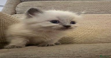 Ragdoll cats Beautiful persian ragdolls  - Advert 5