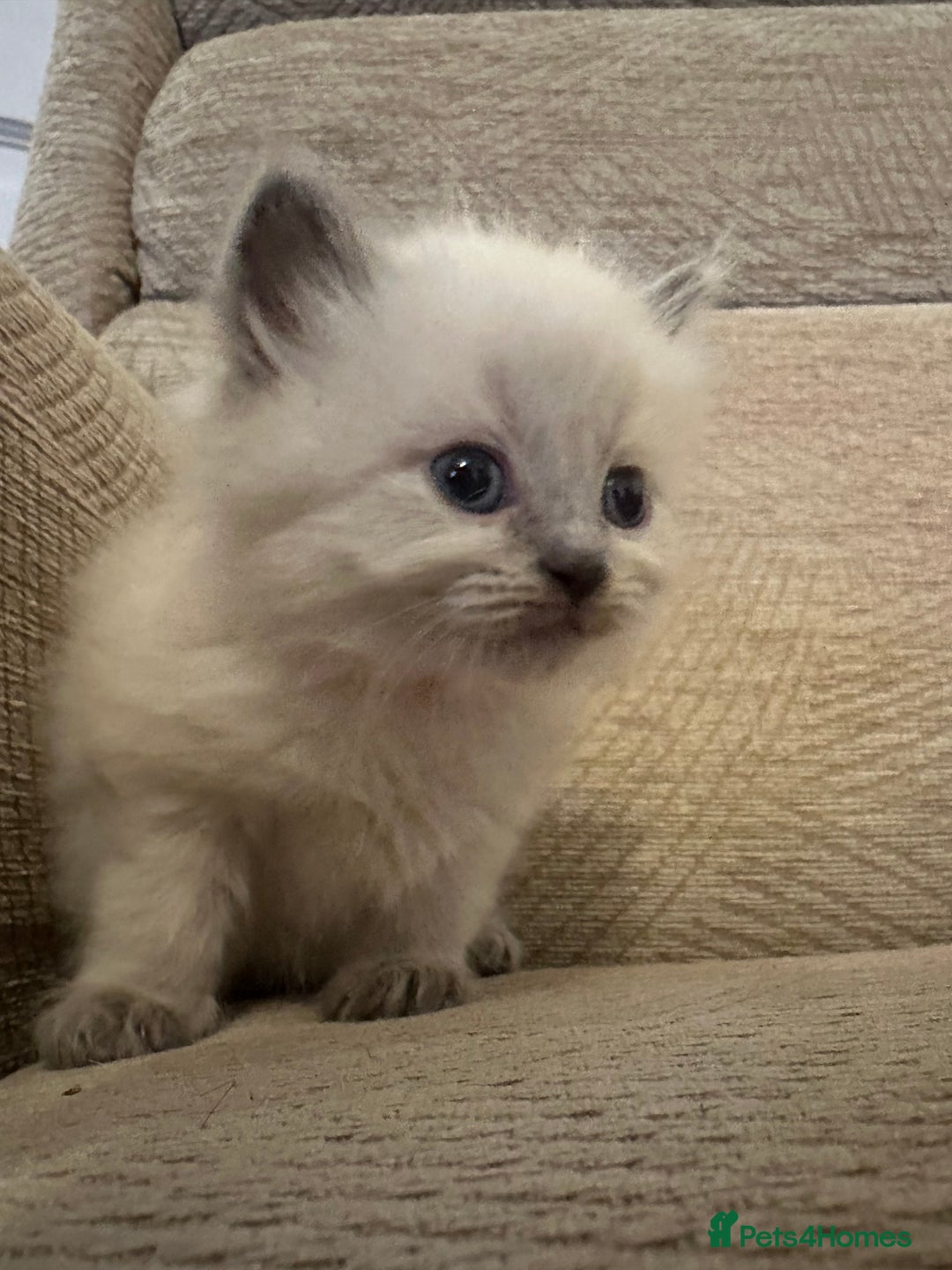 Ragdoll cats for sale: Beautiful persian ragdolls  - Advert 2