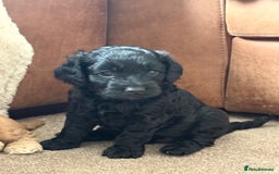 Cockapoo dogs for sale: Beautiful F2 Cockapoo pup for sale - Image 2