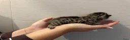 Bengal cats for sale: Beautiful bengal kittens  in Watlington - Advert 10