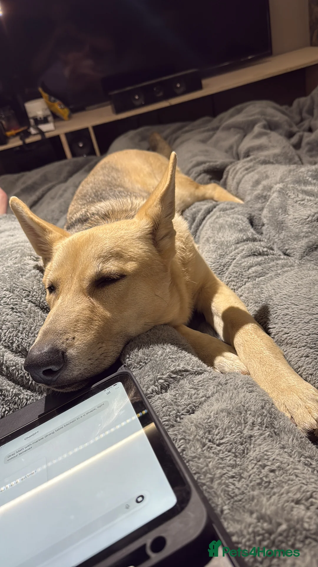 Mixed Breed dogs for sale: gerberian shepsky - Advert 4