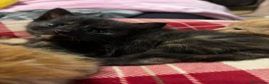 Tortoise shell female kitten