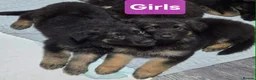 German Shepherd dogs for sale: German sheperd puppys - Advert 1