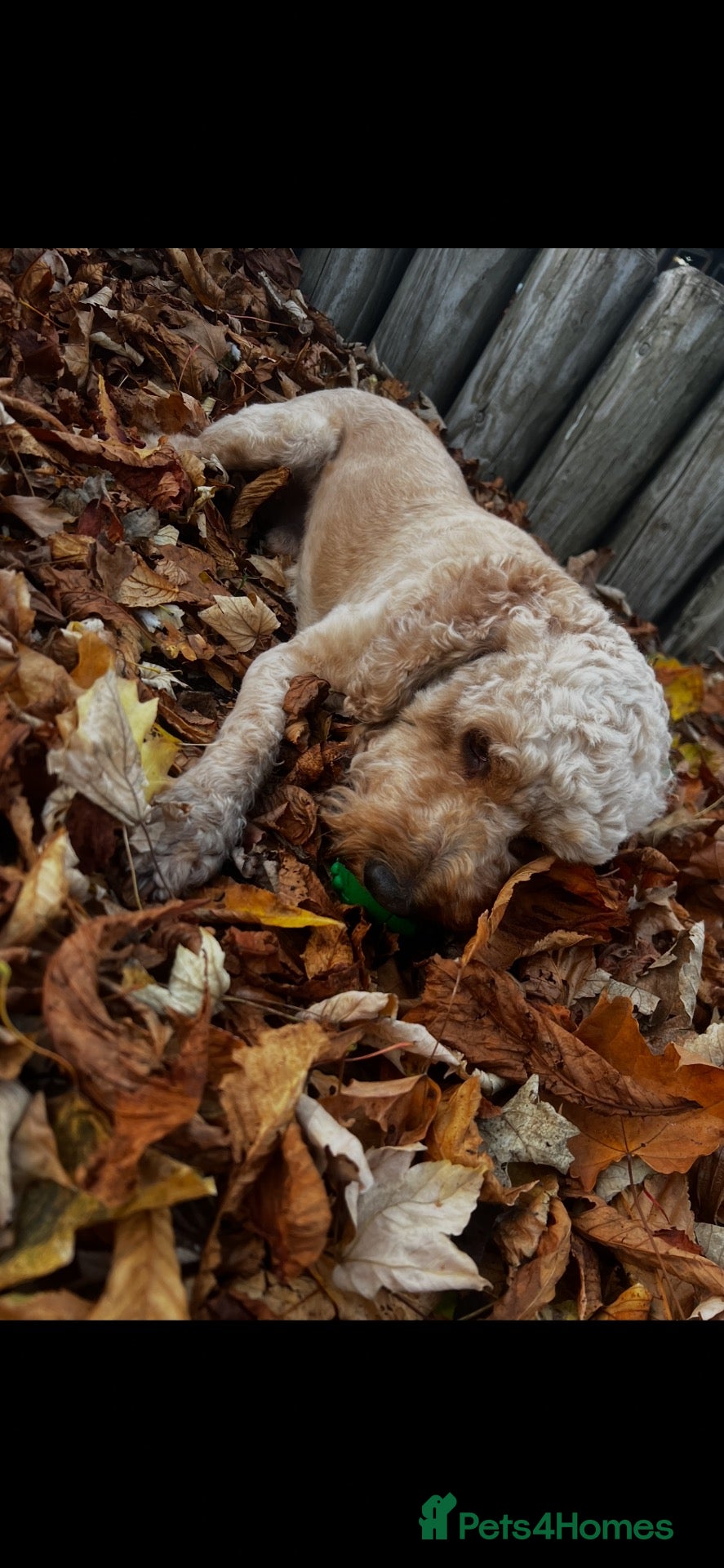 Cockapoo dogs Cockapoo for stud 🐾 🦁 🩵 - Advert 2