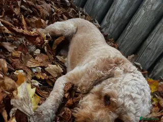 Cockapoo dogs Cockapoo for stud 🐾 🦁 🩵 - Advert 2