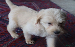 Labradoodle dogs for sale: Lovely Labradoodle Puppies Licenced Breeder - Image 9