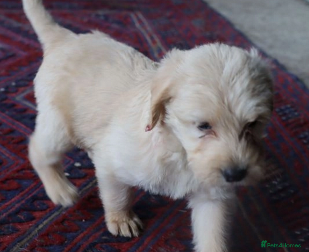 Labradoodle dogs for sale: Lovely Labradoodle Puppies Licenced Breeder - Image 9